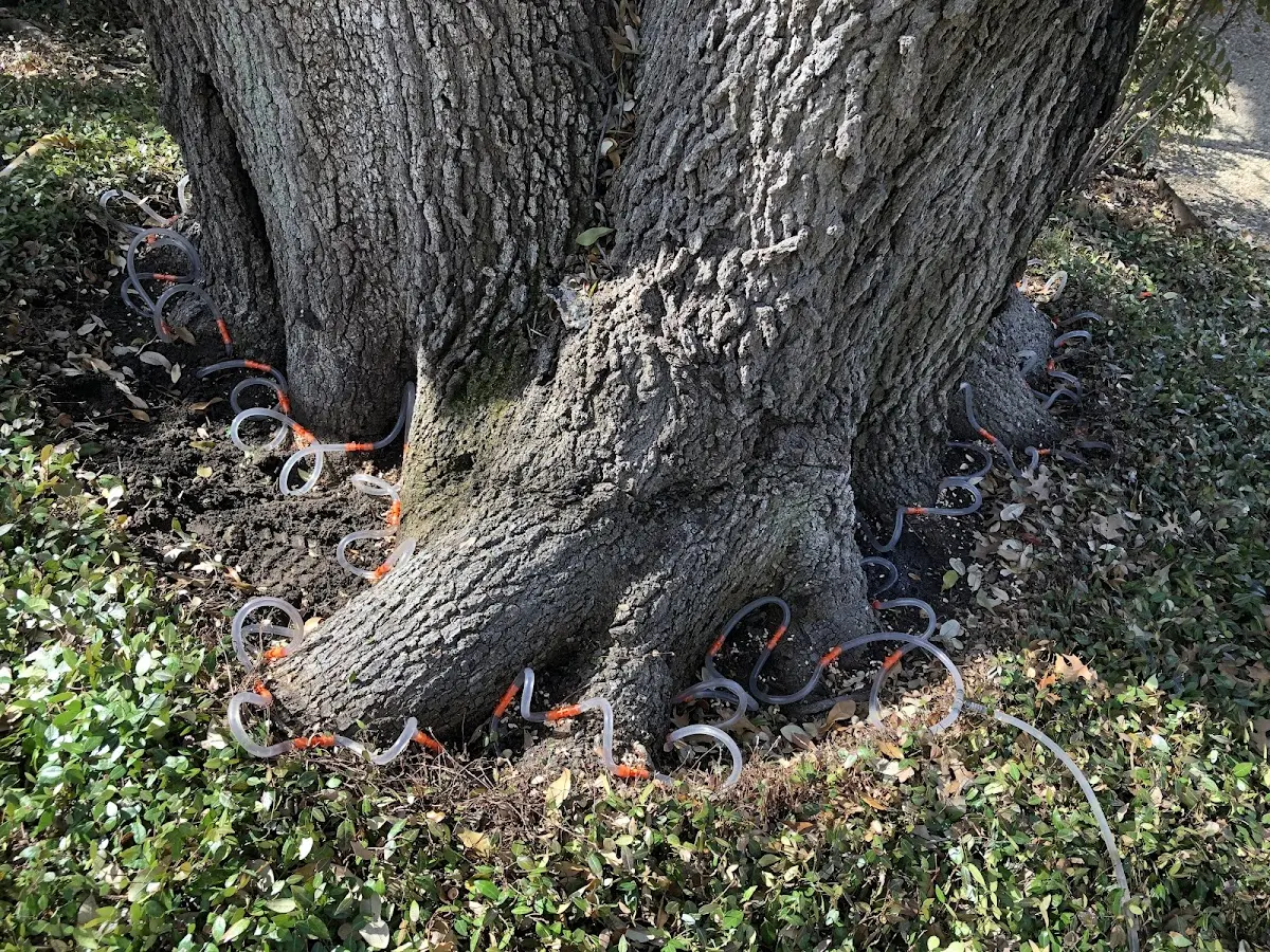 Detailed Tree Cabling and Bracing job site in National City