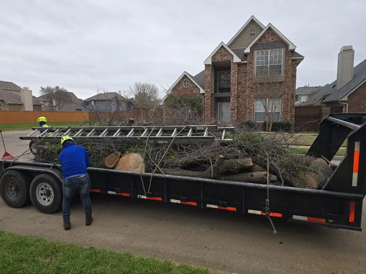 Expert Tree Fertilization with proper safety equipment in National City